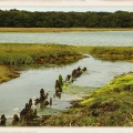 Marsh2_L