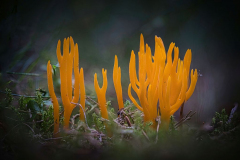 Korallenpilz