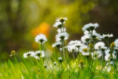 1_last-daisies-small