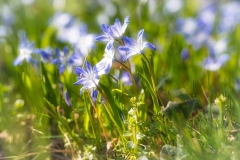 Blue-Giant-Vign