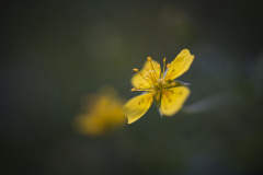 Butterblume gross