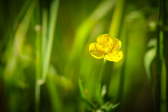 Butterblume