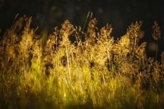 Goldene Stunde