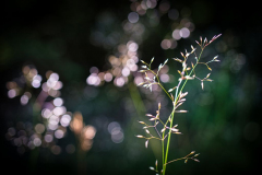 Gras_mit_Bokeh