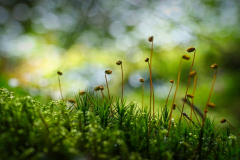 Knospen-im-Moos