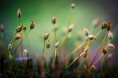 Knospen