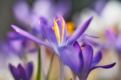 Krokus