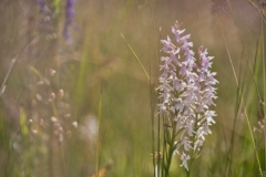 Orchideen