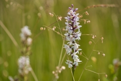 Orchideewiese