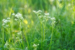 Schafgarbe-Wiese