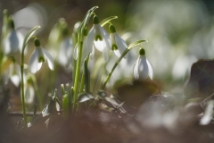 Schneegloeckchen