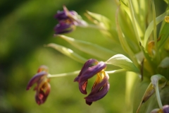 Tulpen1