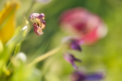 Tulpen2