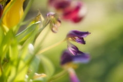 Tulpen3