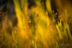 Waldwiese