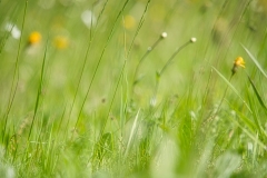Wiese
