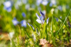 blue_giant