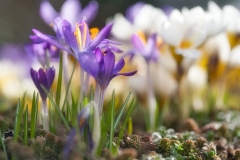 crocus-haiku