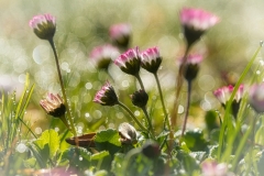Gänseblümchen