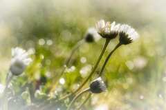 Gänseblümchen ein Paar