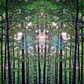 Wald_Spiegel