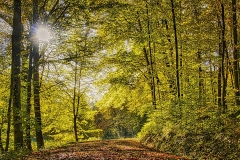 Herbstwald-im-Gegenlicht
