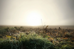 Morgentau