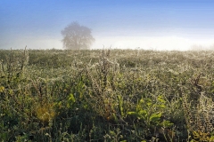 Spinnenmeer