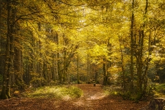 herbstliche_Impressionen