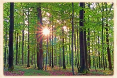 Wald im Licht