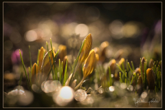 im Morgenlicht