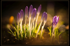 violette Gruppe
