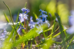 Blaustern