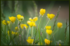 Butterblumen