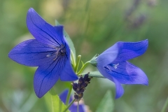 Glockenblume