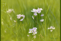 Wiesenschaumkraut