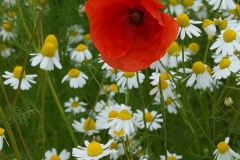 Mohn-Kamille2l