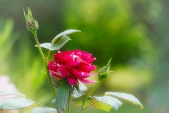 Rose-und-Knospe