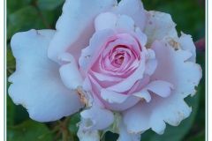 Rose2