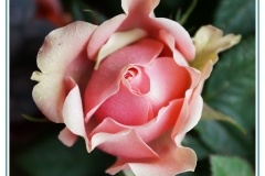 Rose3