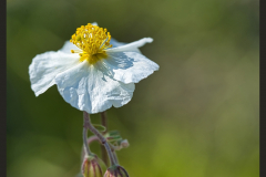 Sonnenroeschen