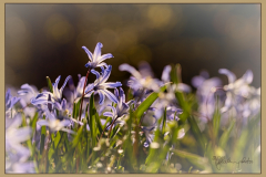Sternhyazinthe-blau-sign-rand1k