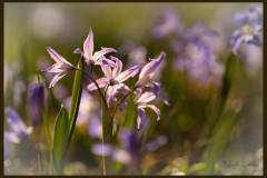 Sternhyazinthe