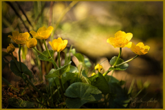 Sumpfdotterblume