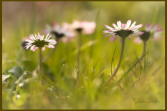 Gänseblümchen
