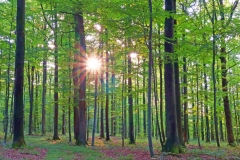 Wald im Licht