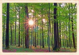 Wald im Licht4c-l